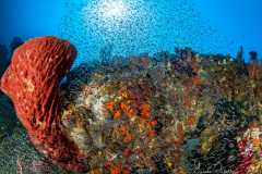 Sali Bay Unterwasser