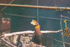 Christians Papageien Zucht