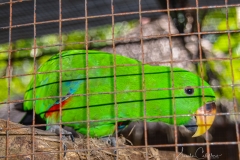 Christians Papageien Zucht
