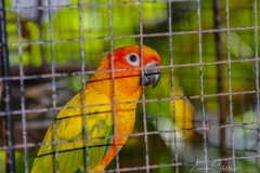 Christians Papageien Zucht