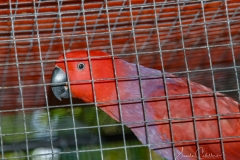 Christians Papageien Zucht