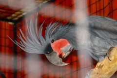 Christians Papageien Zucht