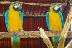 Christians Papageien Zucht