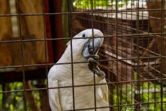 Christians Papageien Zucht