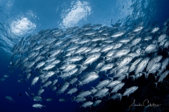 Sea-Pics.de