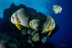 Christmas Island