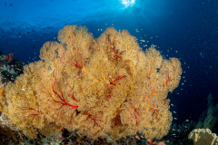 Sea-Pics.de