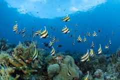 Sea-Pics.de
