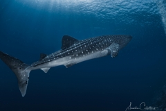 Tubbataha-Reef