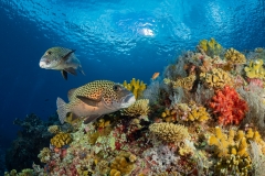 Tubbataha-Reef