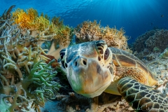Sea-Pics.de