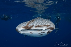 Sea-Pics.de
