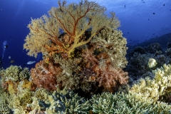 Sea-Pics.de