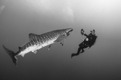 Sea-Pics.de
