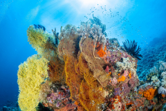 Sea-Pics.de