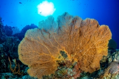 Tubbataha-Reef