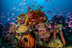 Sulawesi