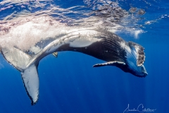 Whale Watching