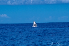 Whale Watching