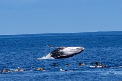 Whale Watching