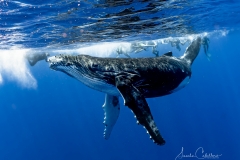 Whale Watching