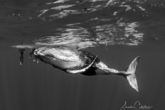 Whale Watching