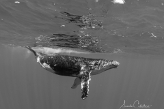 Whale Watching
