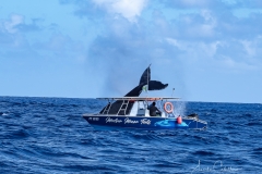 Whale Watching