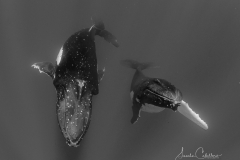 Humbackwhale - Buckelwal