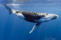 Whale Watching
