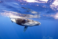 Whale Watching