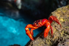 Red Crabs The Grotto